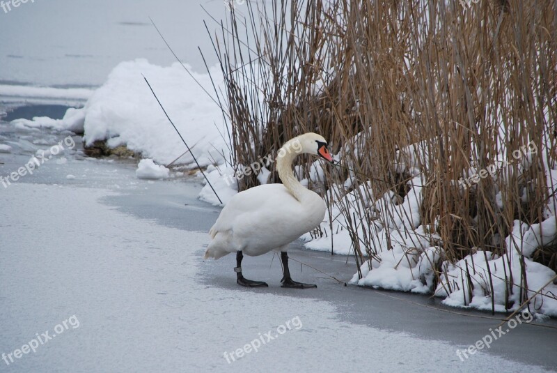 Swan Lake Winter Walking Ice