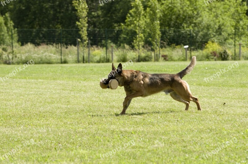 Malinois Belgian Shepherd Dog Retrieving Free Photos