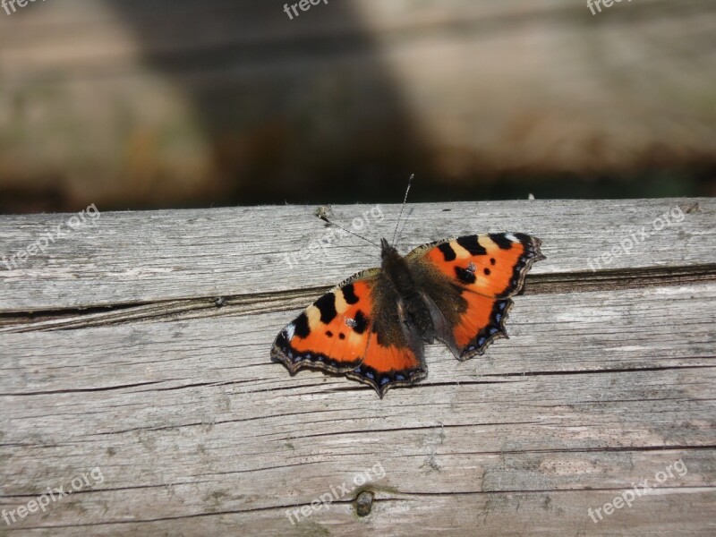 Butterfly Little Fox Animal Insect Butterflies