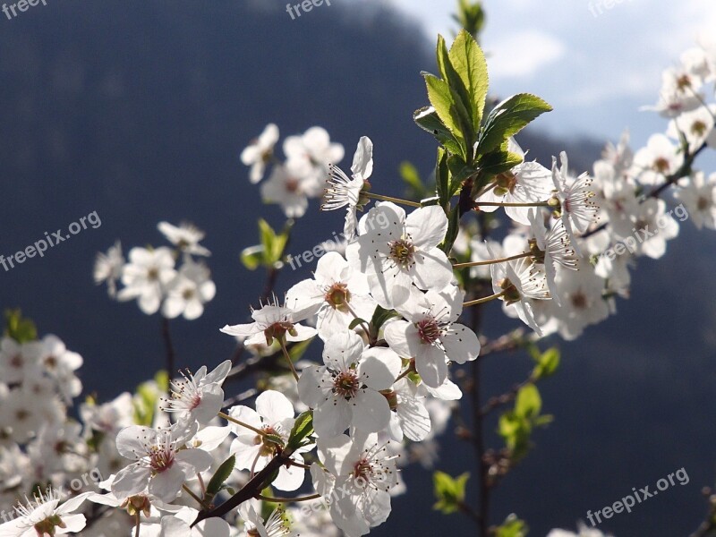 Blossom Bloom Spring Flower White