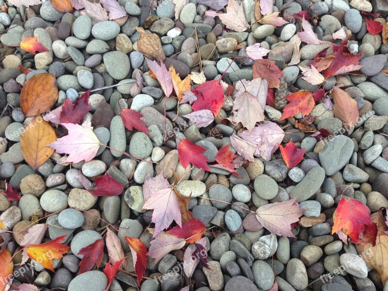 Pebbles Leaves Fall Stone Leaf