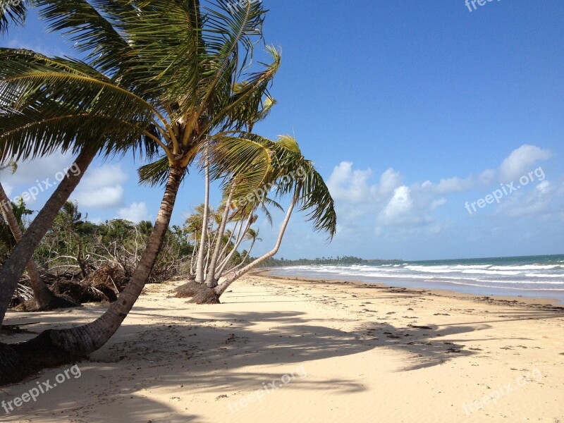 Beach Palm Tree Australia Sea Free Photos