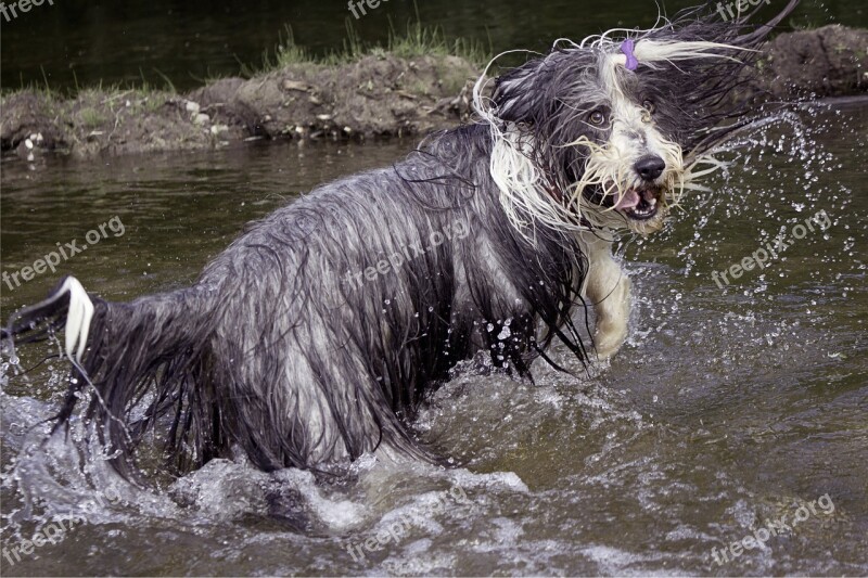 Bearded Collie Dog Wet Hilarious Skáčuci