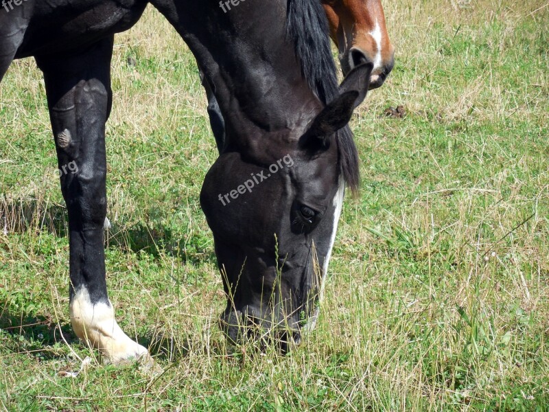 Horse Horse Head Nostrils Eyes Friendly