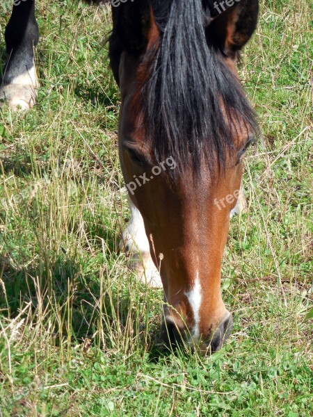 Horse Horse Head Nostrils Eyes Friendly