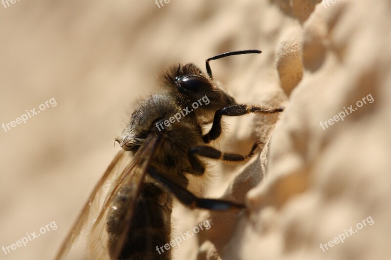 Bee Macro Insect Close Up Nature