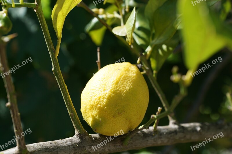 Lemon Citrus Tree Citrus Fruits Mediterranean