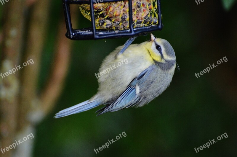 Tit Bird Bird Seed Fat Balls Feed