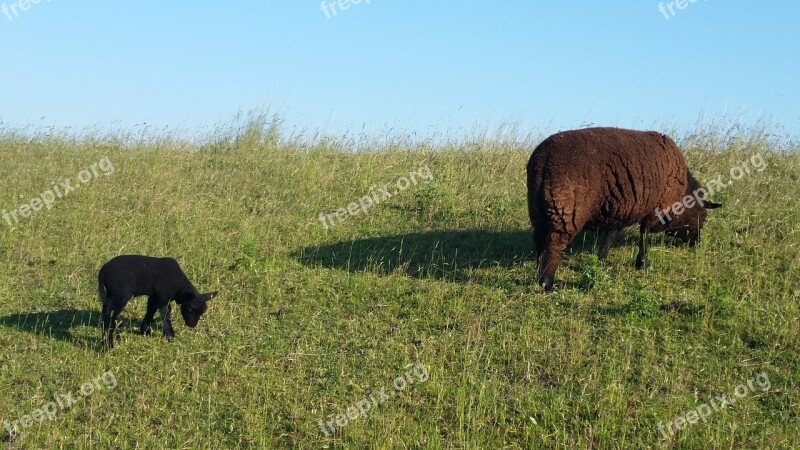 Black Sheep Meadow Sky East Frisia Free Photos