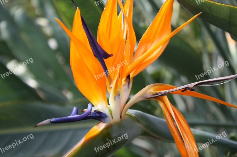 Exotic Flower Orange Blue Exotic Blossom