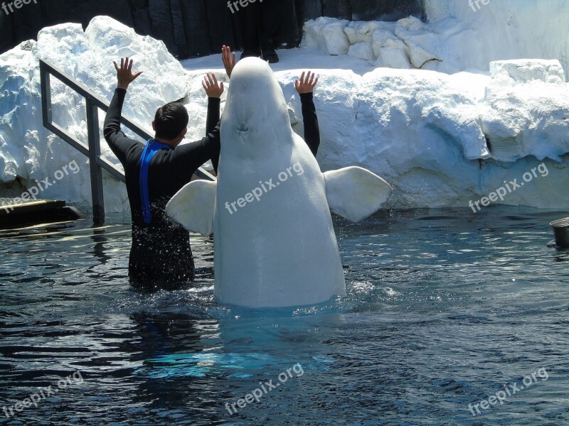 Beluga Aquatic Animal Aquarium Zoo