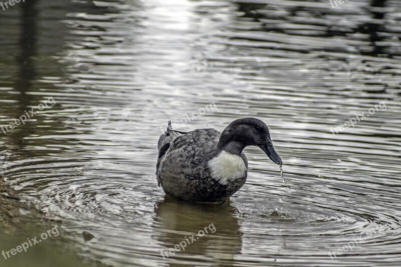 Duck Water Dripping Bill Duck Bill