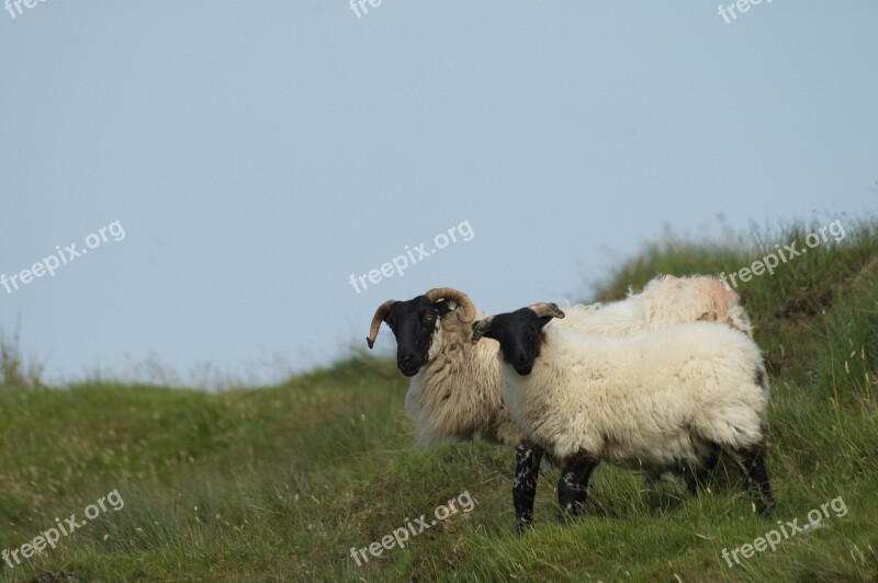 Ireland Sheep Landscape Nature Free Photos