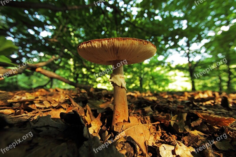 Sponge Foliage Forest Autumn Free Photos