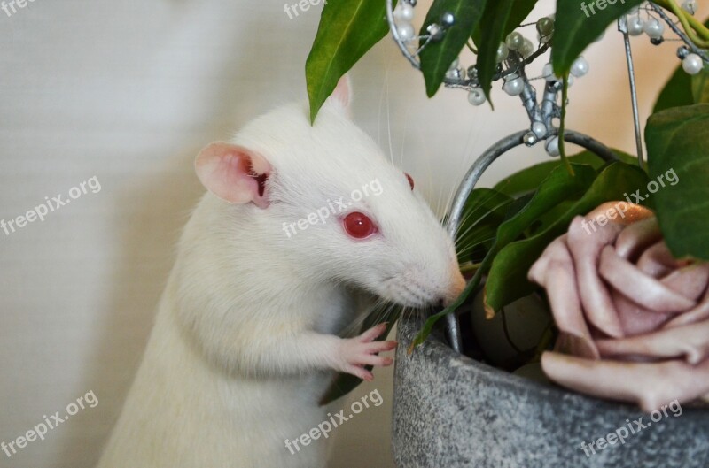 Rat Albino Animals Pets Flower