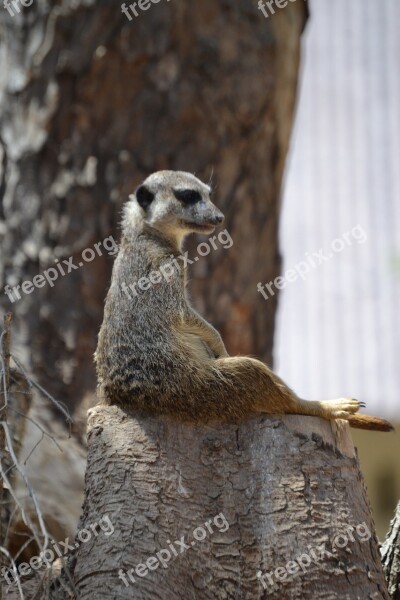 Meerkat Sweet Wild Attention Keep Watch