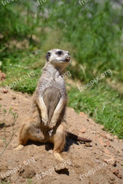 Meerkat Sweet Wild Attention Keep Watch