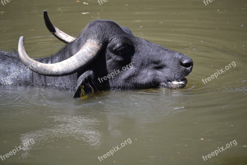 Water Buffalo Wild Animal Swim Nature