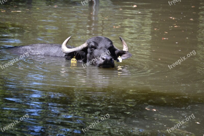 Water Buffalo Wild Animal Swim Nature