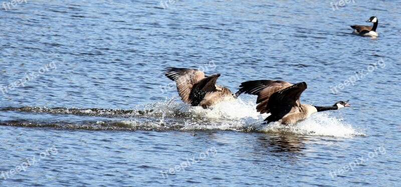 Canada Goose Geese Birds Goose Canada