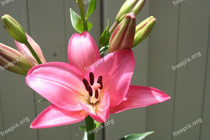 Lilies Flowers Gardening Flower Garden Floral