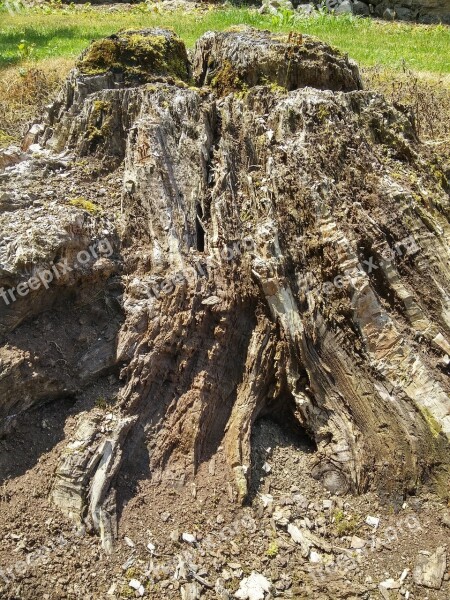 Log Nature Tree Wood Bark