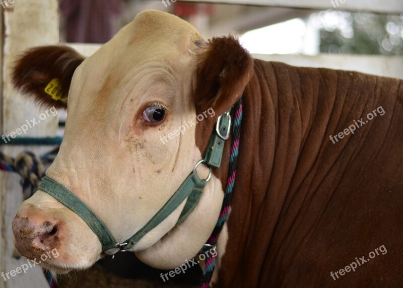 Steer Farm Agriculture Beef Brown