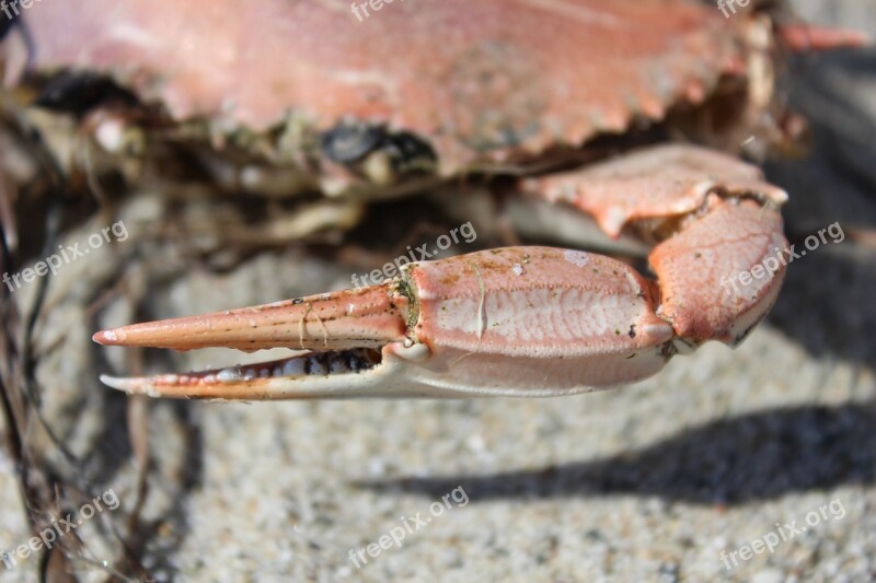 Crab Sea Dead Claw Free Photos