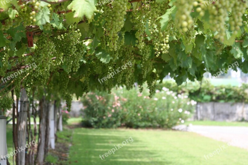 Grapes Italy Marzadro Grappa Trentino