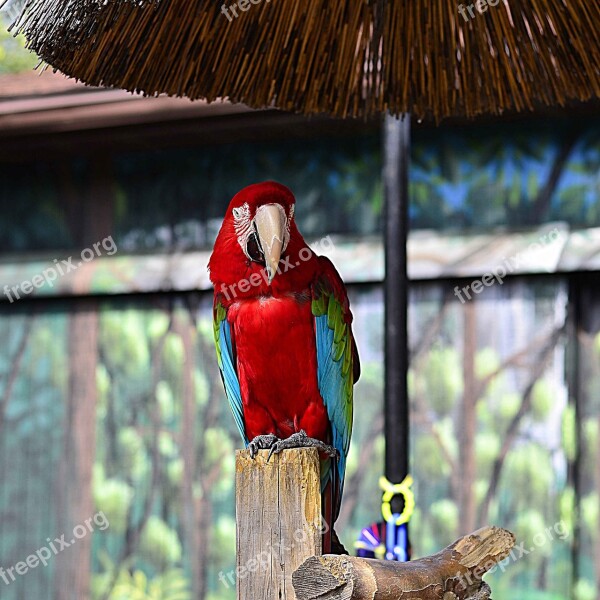 Parrot Zoo Bird Colorful Exotic