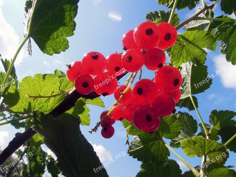 Red Currant Berry Garden Appetizing Leaves