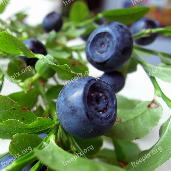 Blueberry Berry Food Tasty Sweets