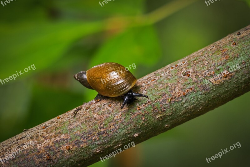 Snail Inch Nature Animal Slide