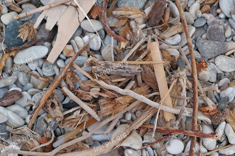 Flotsam Wood Drift Wood Beach Sea