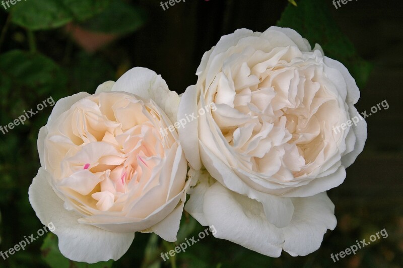 Winchester Cathedral Rose Rose English Rose Flowers Summer