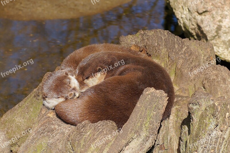 Otter Swimmer Water Fur Land Predator