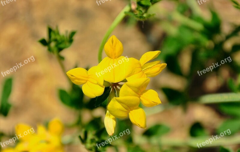 Wildflower Field Summer Plants Wild Yellow Flower