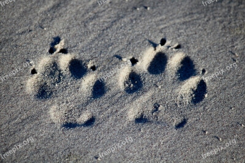 Dog Footprint Beach Run Reprint