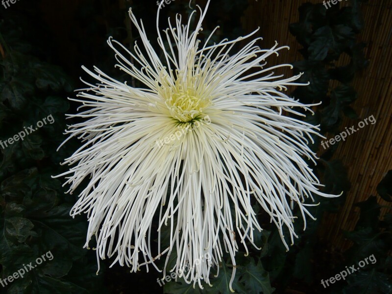 Chrysanthemum Flower Blossom Bloom Plant