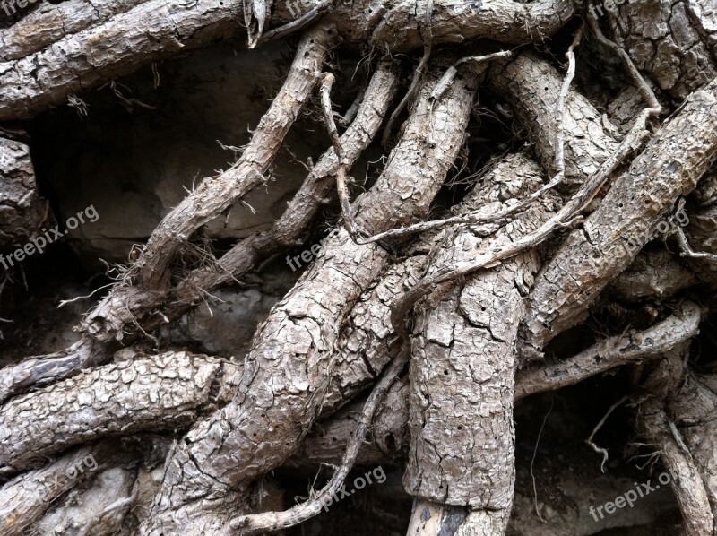 Root Tree Nature Free Photos