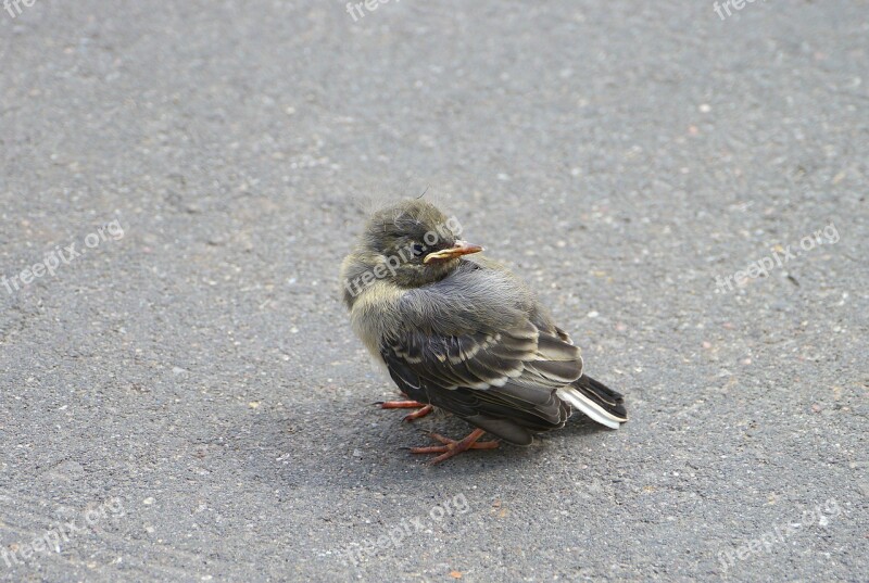 Sparrow Bird Sperling Feather Little Bird