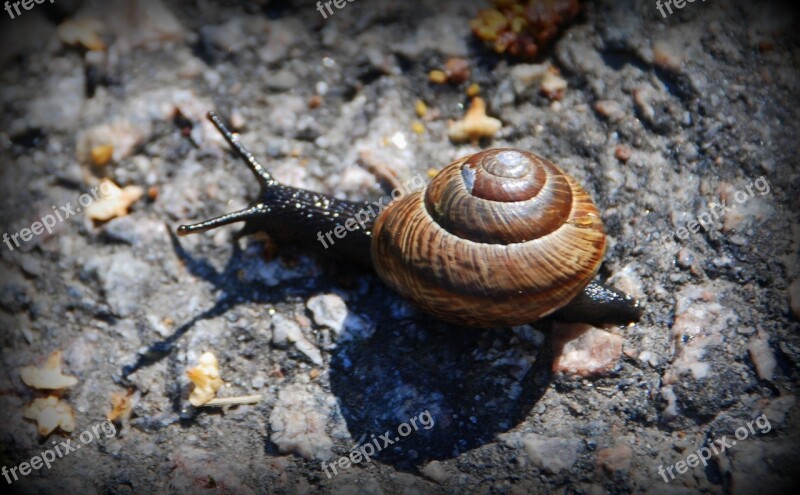 Snail Summer Tarmac Brown Nature