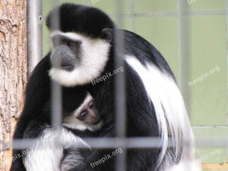 Monkey Zoo Animal äffchen Mammal