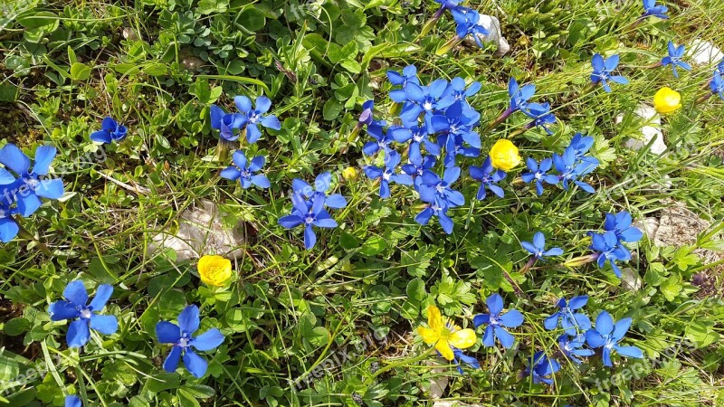 Gentian Mountain Flowers Gentiana Sierrae Flower Alpine Flower