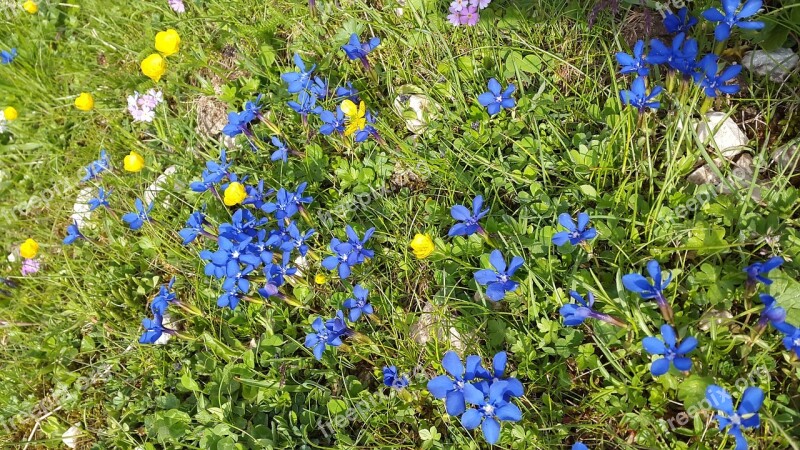 Gentian Mountain Flowers Gentiana Sierrae Flower Alpine Flower