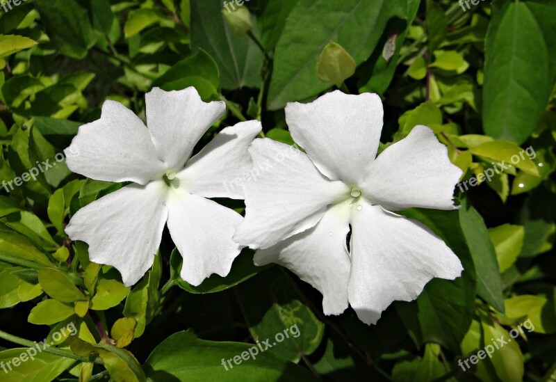 White Lady Flower White Thunbergia Fragrans Sweet Clock Vine