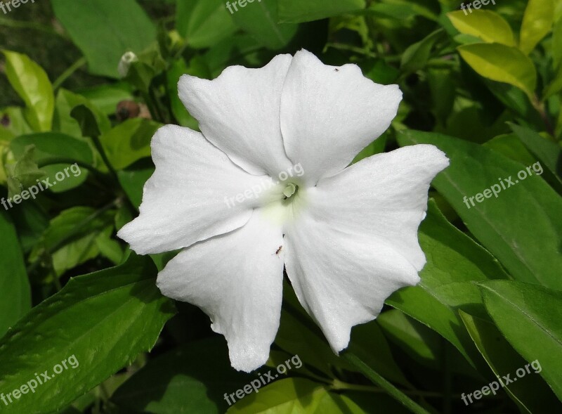 White Lady Flower White Thunbergia Fragrans Sweet Clock Vine