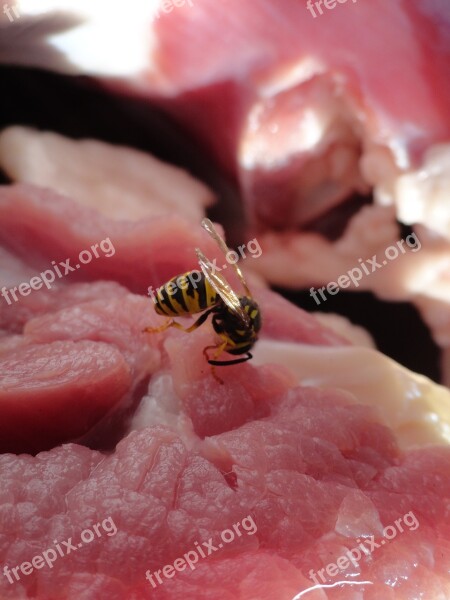 Wasp Insect Meat Red Raw