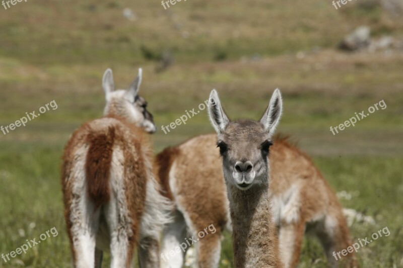 Alpacas Animal South America Patagonia Free Photos