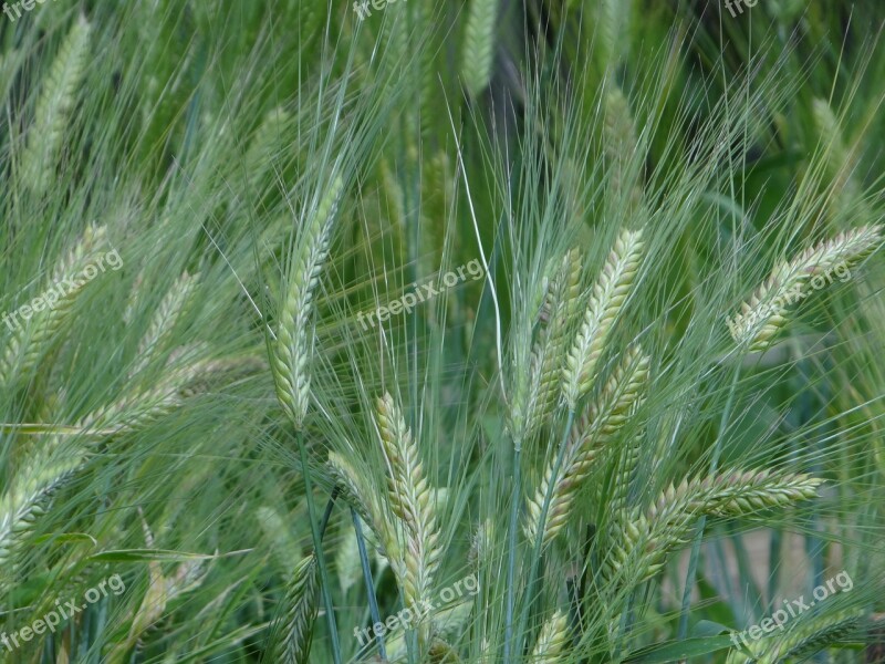 Cereals Field Nature Cornfield Green